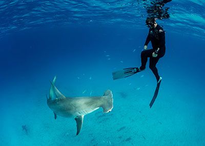 Collin Davis in the water with a great hammerhead shark