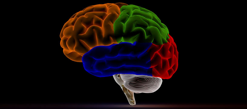 4-color brain
