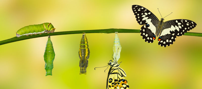 Butterfly metamorphosis
