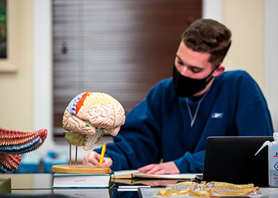 Student in a lab taking notes with a model of the human brain in the foreground