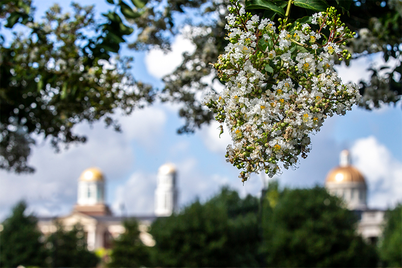 Flowering tree in bloom