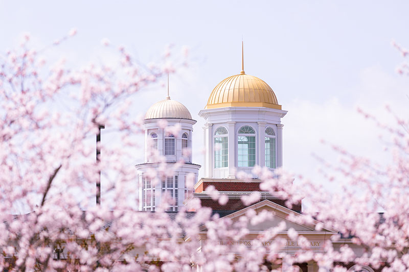 Photo of cherry blossoms with a gold cupola in the background