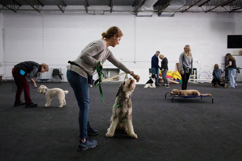 Owners and their dogs at a training session at The Good Dog