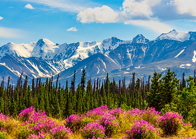 An Alaskan landscape with mountains in the background and a field of flowers in the foreground