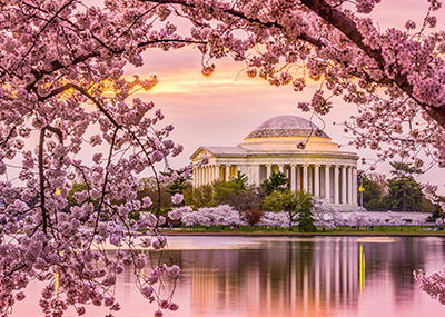 Cherry blossoms framing the Jefferson Memorial.