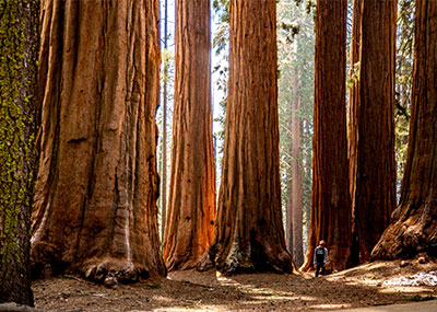 A person surrounded by large sequoia trees.