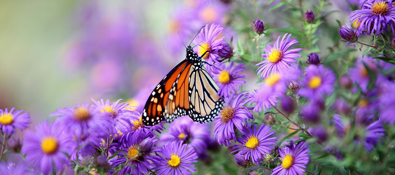 Monarch butterfly getting nectar from purple flowers