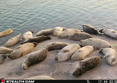 Group of seals laying on the beach